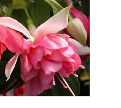 Fuchsia peachy plug - x,