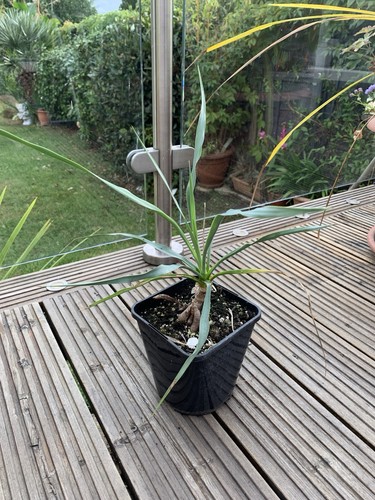 Yucca rigida mexican blue - yucca,