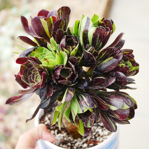 Exact plant aeonium - -, bang