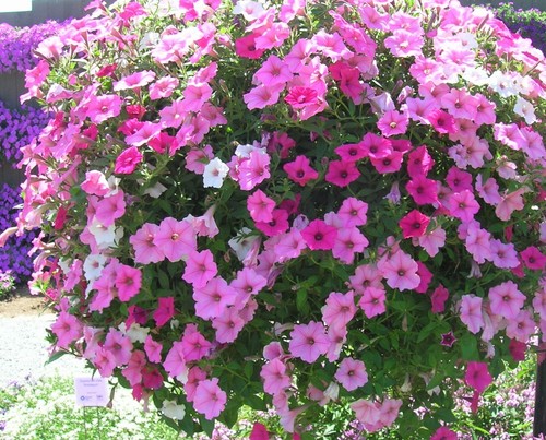 Petunia multiflora veined mix - multiflora,