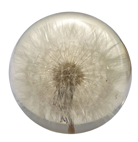 Real dandelion seed bloom - real,