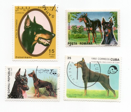 Doberman collection vintage - doberman,