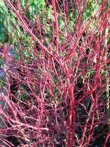Xlg variegated dogwood - xlg, cornus