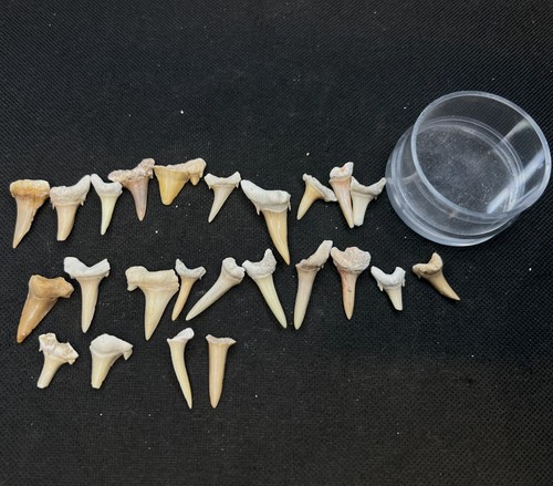 Box shark teeth boxes - box, of