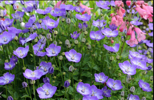 Campanula samantha plant - samantha,