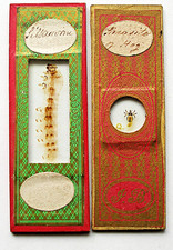 Pair ENTIRE INSECT  MICROSCOPE SLIDES,  SILKWORM & PARASITE of HOG