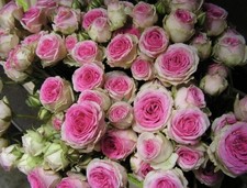  Compact Border Spray Rose