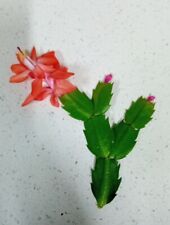 Orange Christmas/Easter Cactus. Schlumbergera Truncata. 1 x Plant Cutting.