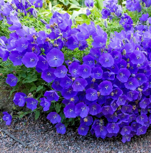 5000x tussock bellflower blue - 5000x,