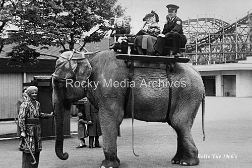Elephant ride belle vue - elephant,