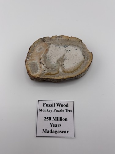 Petrified wood fossil monkey - fossil,