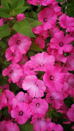 Lavatera twins hot pink - lavatera,