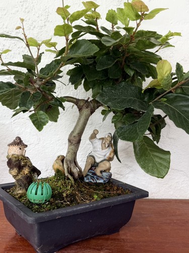 Bonsai tree european beech - bonsai,