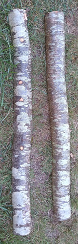 Huge birch logs real wood