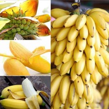 100Pcs Rare Dwarf Sweet Banana Tree Seeds Home Garden Plants Bonsai