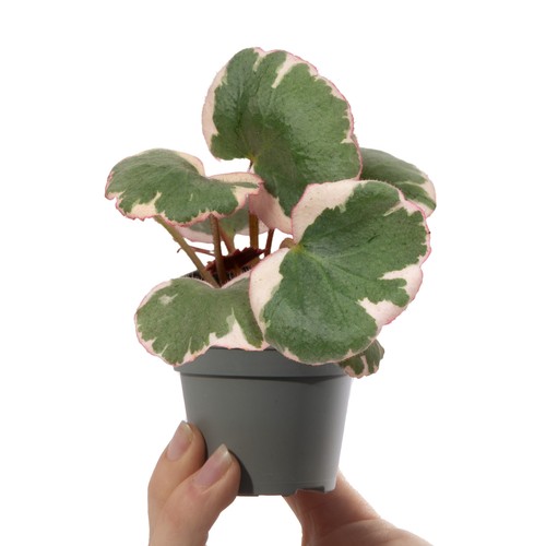 Baby saxifraga variegata - saxifraga,