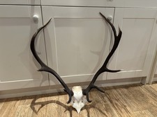 Large Red Deer Stag Antler