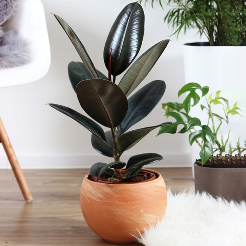 Ficus abidjan best - 1, x