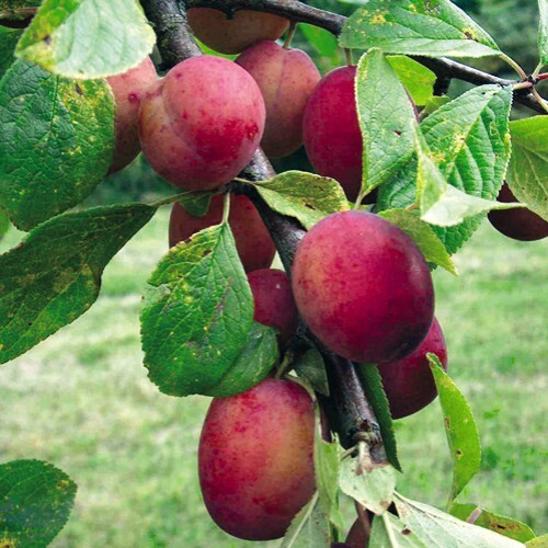 Plum fruit tree victoria - tree, 'victoria'