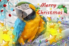 Macaw Parrot Christmas