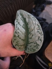 X2 Scindapsus pictus ‘Trebie/Exotica Silver' Rooted Cuttings | Silver Variegated