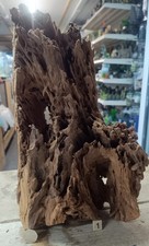 Large Mangrove 30-57cm Root