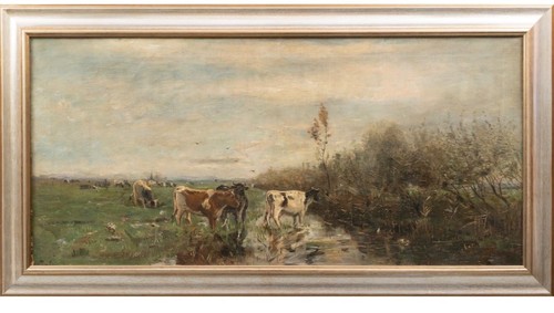 Cows watering the - cows,