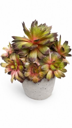 Mixed succulent plants - 2x,