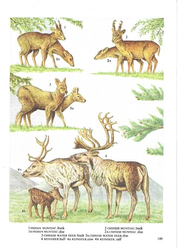 Vintage muntjac chinese water - chinese,