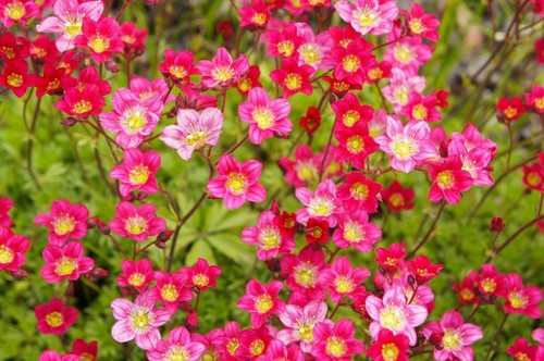 Saxifraga arendsii purple - saxifraga, "purple
