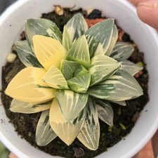 6CM Succulent Plant Haworthia