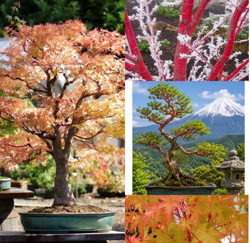 Japanese acer palmatum - acer,