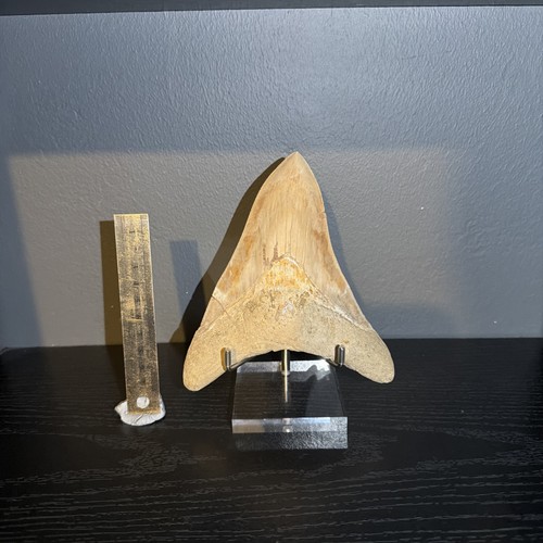 Monster inch - 6.3, (16.0cm)
