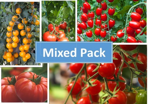 Tomato plug plants mixed pack - plants,