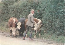 Vintage john hinde irish - john,