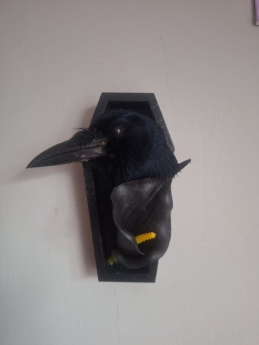 Taxidermy juvenile rook - taxidermy,
