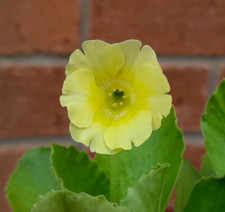 Primula Auricula Lemon Sorbet
