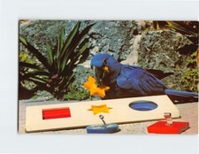 Postcard "Jackie", performing Macaw, Parrot Jungle, Miami, Florida