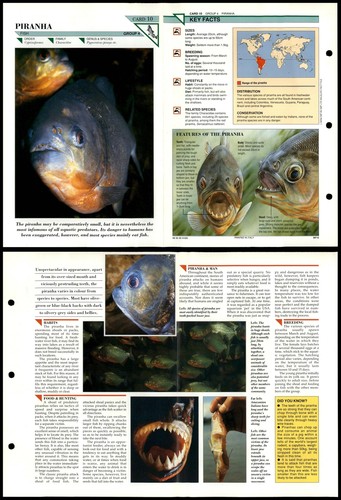 Piranha fish wildlife - #10,