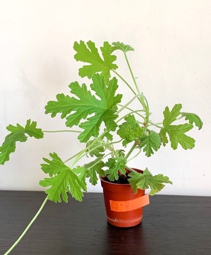 Pelargonium westerlund rose - dr,