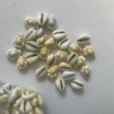 Money Cowrie Shells Cypraea