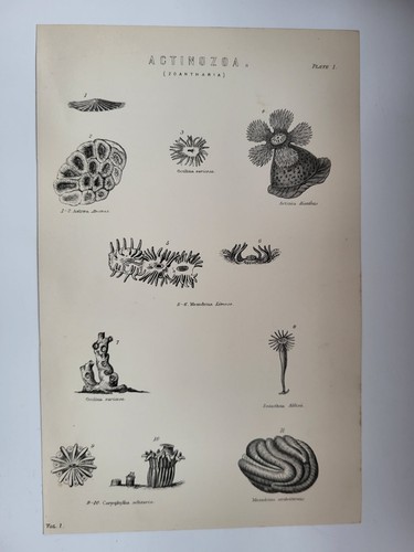 Antique print dated 1870 - print,