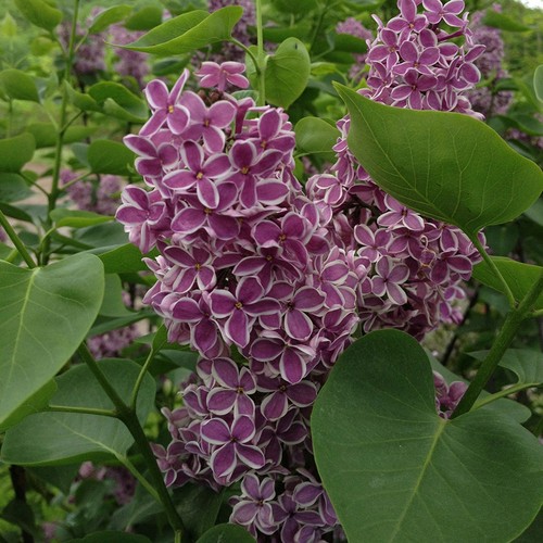 Syringa vulgaris sensation - syringa,