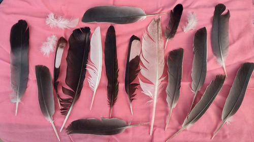 Feathers from 23 free - from,