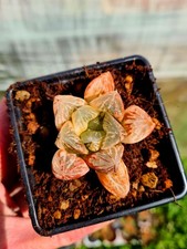 Haworthia Obtusa hybrid 'Nuo
