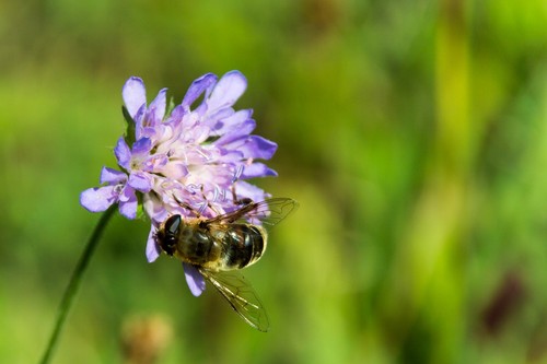 Small scabious seeds - small,