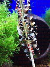 6x Packs of Shrimp Lollies - 5 Sticks Per Pack - Red cherry crystal shrimp