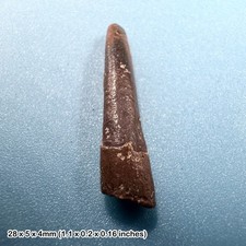 Rare genuine pterosaur