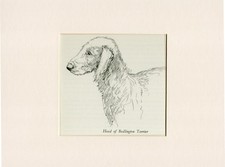BEDLINGTON TERRIER HEAD STUDY
