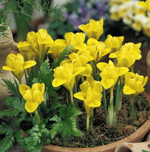 Dwarf iris danfordiae yellow - dwarf,